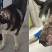 Le salvaron la vida a Rex, el perro al que nadie quería operar