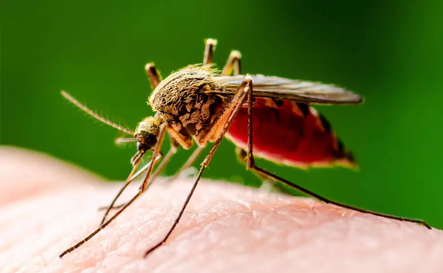 leishmaniasis