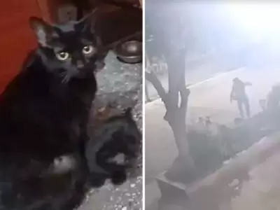 Pantera fue asesinada en Perico