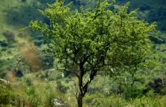 Bosques nativos de Jujuy