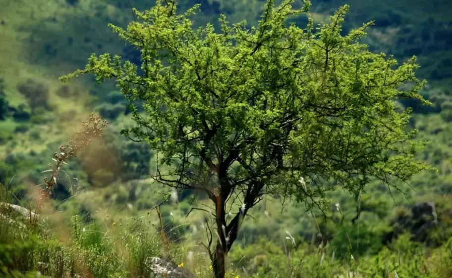 Bosques nativos de Jujuy