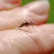 Afirman que en noviembre llega la vacuna contra el dengue a la Argentina