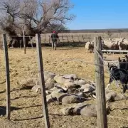 Pumas y zorros atacan al ganado de la Puna de Jujuy: murieron más de 350 animales