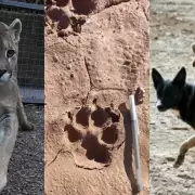 Descartan la presencia de pumas en Maimar y aseguran que los animales fueron atacados por perros