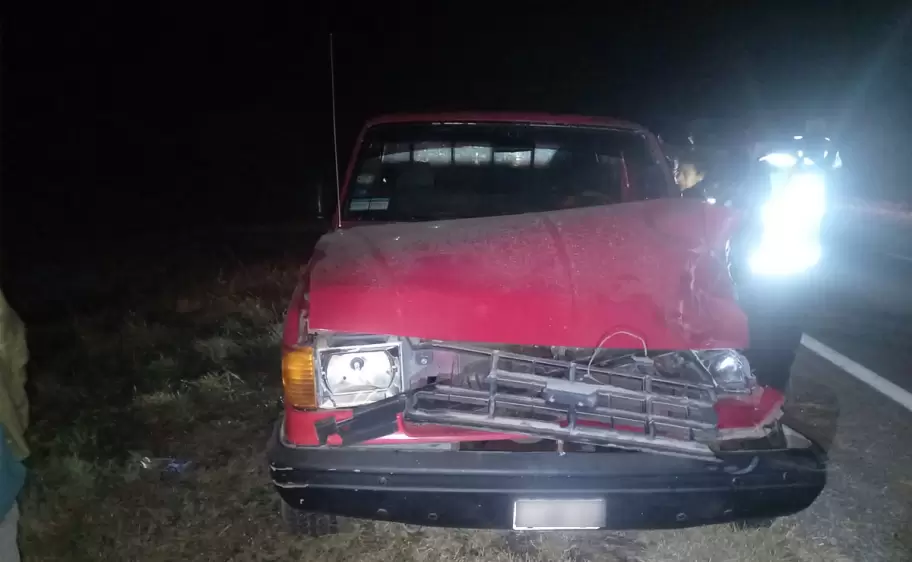 auto chocado con un animal