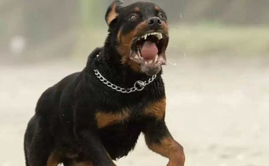 Perros peligrosos