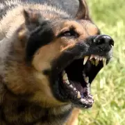 Alto Comedero: en el hospital atienden 20 personas por mordeduras de perro por día