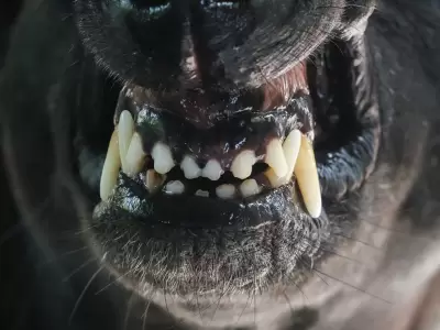 Perros peligrosos