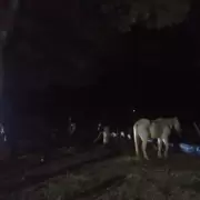 Secuestraron 6 caballos que estaban sueltos al costado de la Ruta 9 en Los Alisos