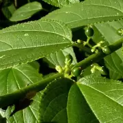 Descubrieron una planta que contiene solo las sustancias positivas de la marihuana