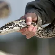 Qu� hacer si encontr�s una serpiente en tu casa: segu� estas recomendaciones