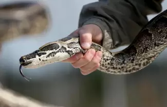 Serpiente