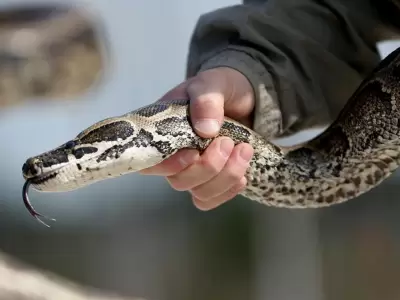 Serpiente