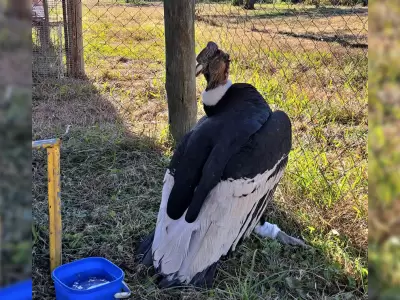 condor andino rescatado purmamarca