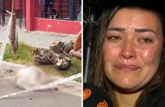 ataque adolescente por dogos