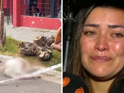 ataque adolescente por dogos