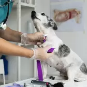 El hospital de mascotas de Jujuy tendrá quirófano, laboratorio y diagnóstico por imágenes