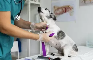 Perrito en veterinaria - vertical