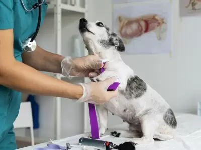 Perrito en veterinaria - vertical