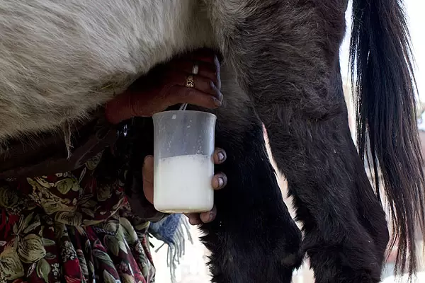 Leche de burra