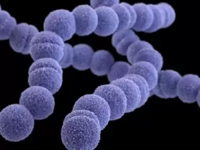 Streptococcus del grupo A,
