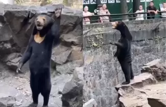 oso zoologico chino