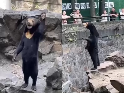 oso zoologico chino