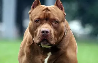 Pitbull