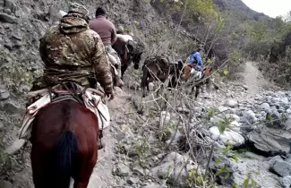 Traslado de urnas en lomo de mula