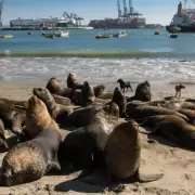 Detectaron el primer caso positivo de gripe aviar en lobos marinos de Argentina