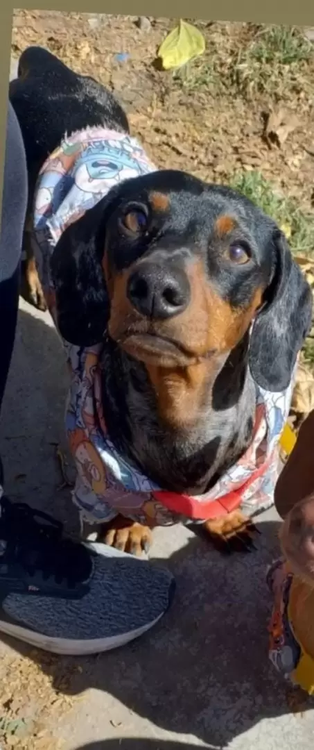 Buscan a Otto