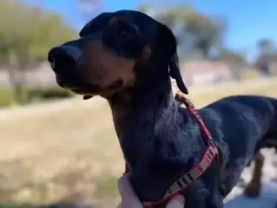 Buscan a Otto