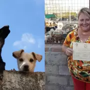 Una jujeña lleva 20 años como protectora y rescató casi 4.000 perritos de la calle: "Lo hago por amor"