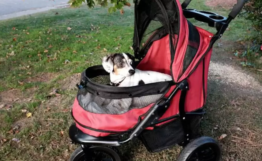 perro en coche para beb� - imagen ilustrativa