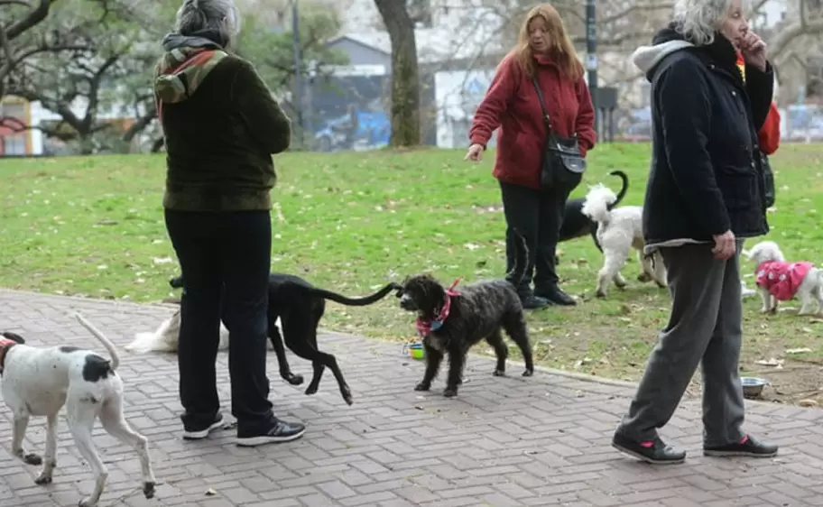paseo - perros