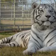 En Río Negro ladrones se metieron en la jaula de un tigre blanco para robar una caja fuerte