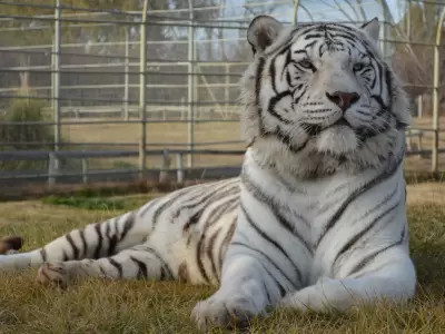 Tigre blanco en R�o Negro