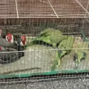 Un hombre vendía loros y otras aves autóctonas en una feria y fue detenido en Libertador