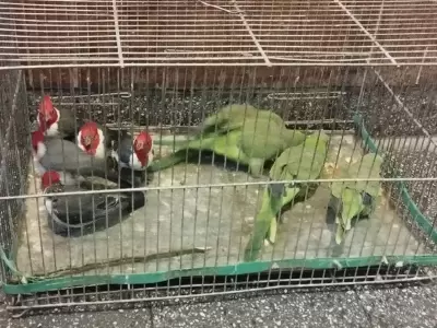Aves rescatadas