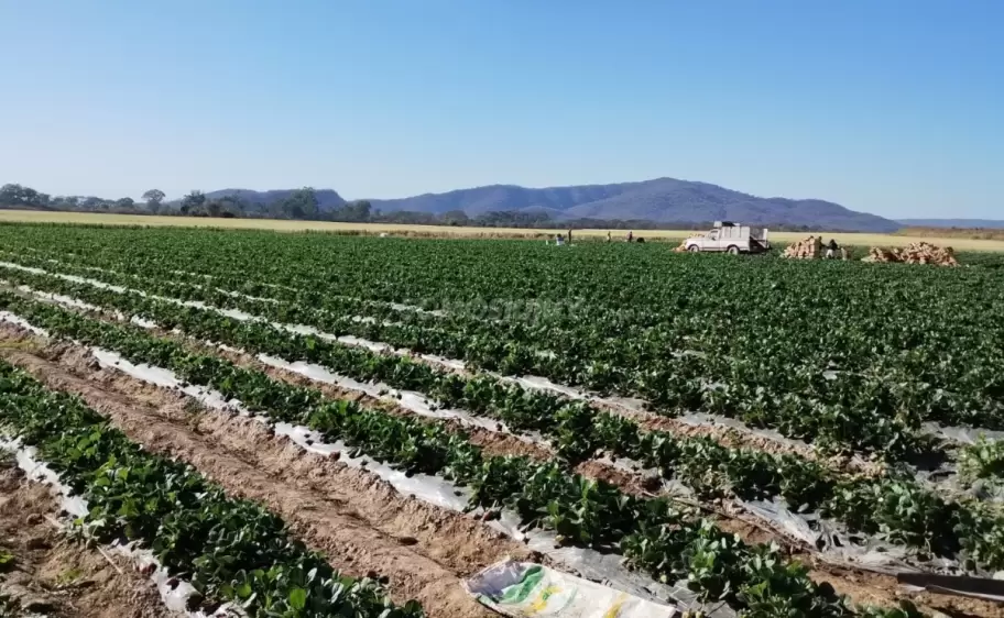 campo frutilla