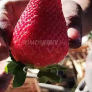 Venden las primeras frutillas de la temporada en Jujuy: cunto cuesta el kilo