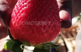 Frutilla