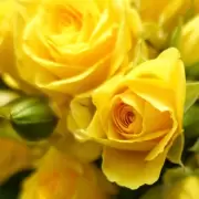 Qué día de septiembre se regalan flores amarillas en la Argentina y qué significa este gesto
