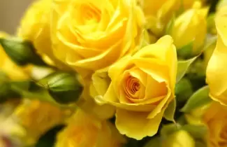 flores amarillas
