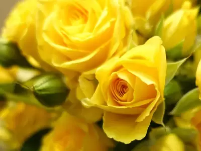 flores amarillas