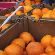 Cayó el precio de la naranja en Jujuy: aseguran que la disminución del consumo interno es la principal causa