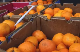 c�tricos - naranjas