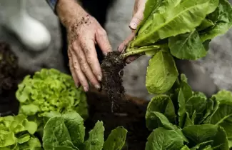 Huerta