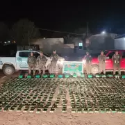 Jujuy: incautaron 370 kilos de hojas de coca en estado natural en dos procedimientos