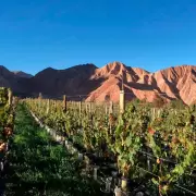 Vitivinicultores de Jujuy aseguran que por la sequía y heladas la producción cayó un 50%